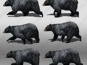 black bear animated 3D Model
