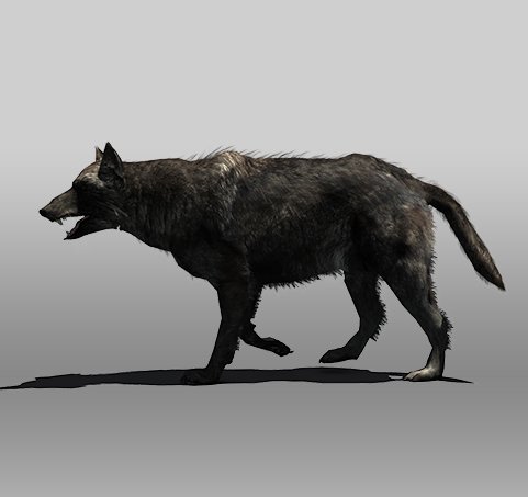 Black Wolf 3d Model In Dog 3dexport