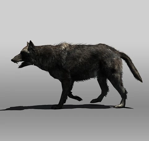 black wolf 3D Model .c4d .max .obj .3ds .fbx .stl .blend 