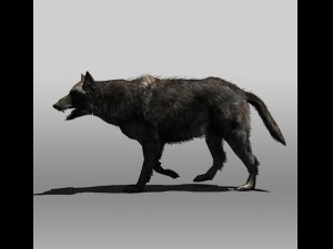 black wolf 3D-Modell