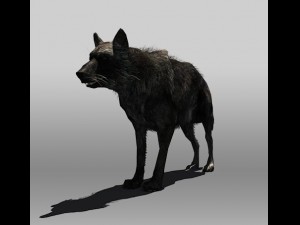 black wolf 3D-Modell