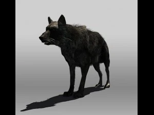 black wolf 3D Model