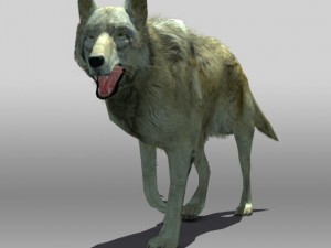 timber wolf 3D-Modell