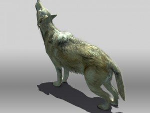 timber wolf Modèle 3D