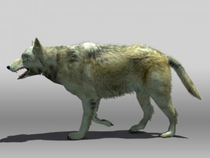 timber wolf Modèle 3D