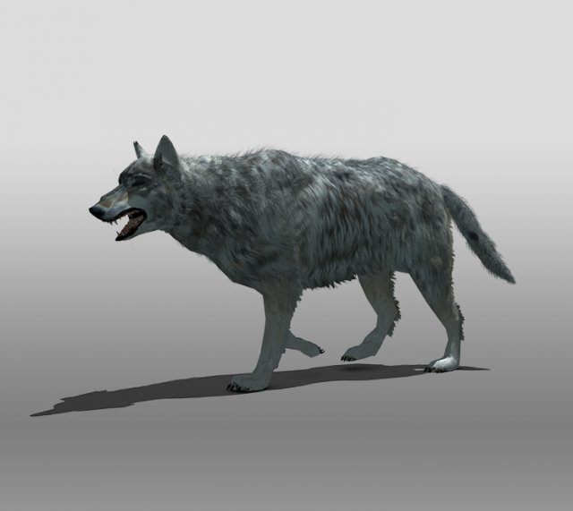 grey wolf 3D 模型 .c4d .max .obj .3ds .fbx .stl .blend 