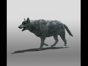 grey wolf 3D-Modell