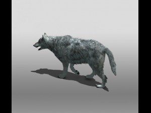 grey wolf 3D 模型
