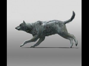 grey wolf 3D 模型