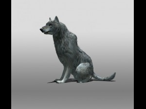 grey wolf 3D 模型