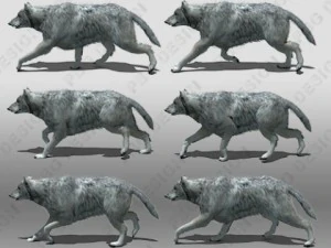 grey wolf animated 3D Model