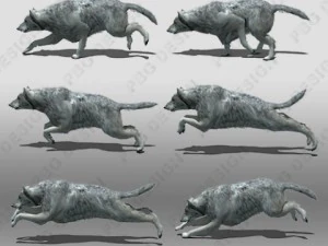 grey wolf animated 3D Model