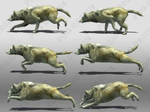 timber wolf animated 3D Model