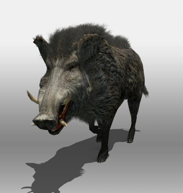 wild boar Modelo 3D .c4d .max .obj .3ds .fbx .stl .blend 