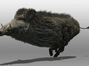 wild zwijn 3D Model