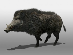 wild boar Modelo 3D