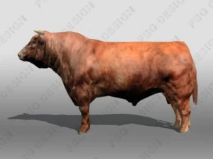 Stier 3D Modell