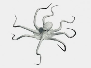 octopus 3D Model