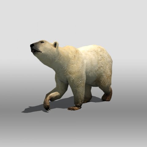 polar bear Modelo 3D .c4d .max .obj .3ds .fbx .stl .blend 