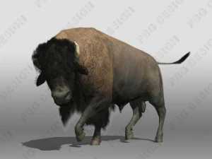 buffalo 3D Model