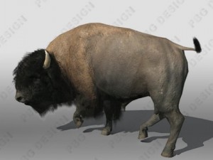 buffalo Modèle 3D