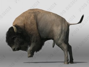 buffalo Modèle 3D