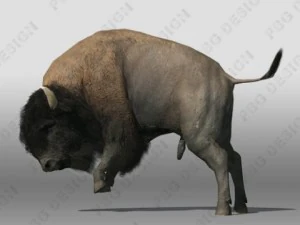 buffalo 3D Model