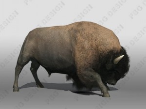 buffalo Modèle 3D