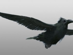 raven Modelo 3D