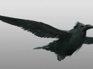 raven 3D Model