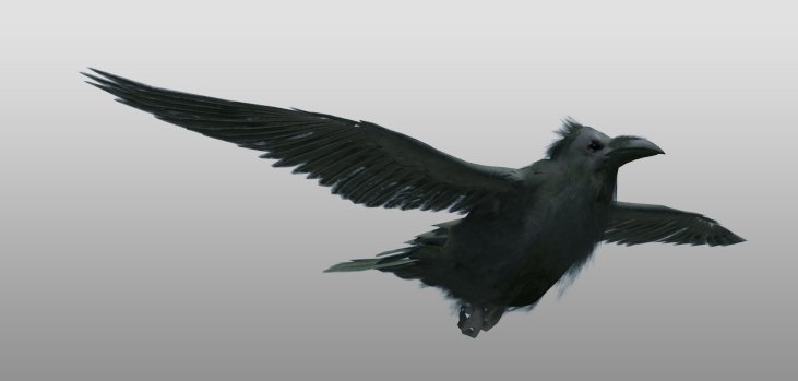 Raven 3d Model In Bird 3dexport