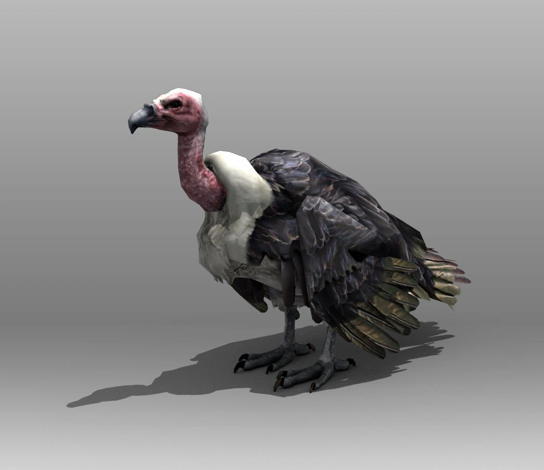 vulture 3D Model .c4d .max .obj .3ds .fbx .stl .blend 