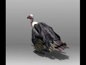 vulture 3D Model