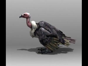 vulture Modelo 3D