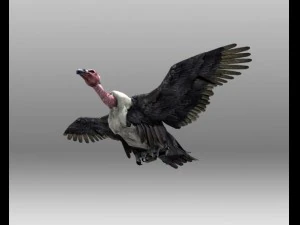 vulture 3D Model