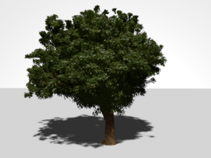 high quality tree Model 3D