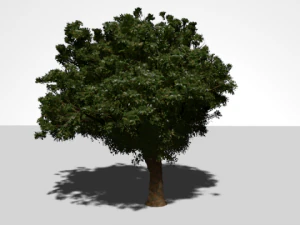 дерево высокого качества 3D Модель