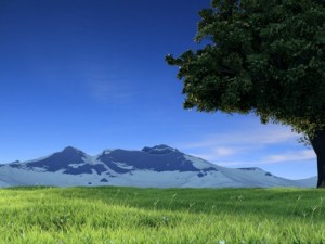 high quality tree 3D Model