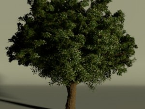 high quality tree 3D Model