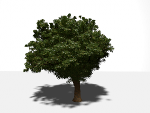 high quality tree 3D Model