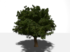 high quality tree 3D Model