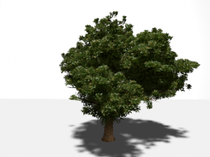 high quality tree 3D Model