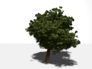 high quality tree 3D Model