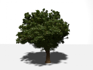 high quality tree 3D Model
