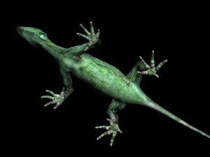 fictional reptile 3D Model