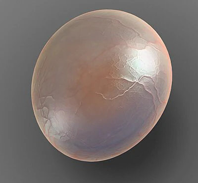 globule cell 3D Model .c4d .max .obj .3ds .fbx .stl .blend