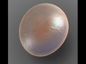 globule cell Model 3D