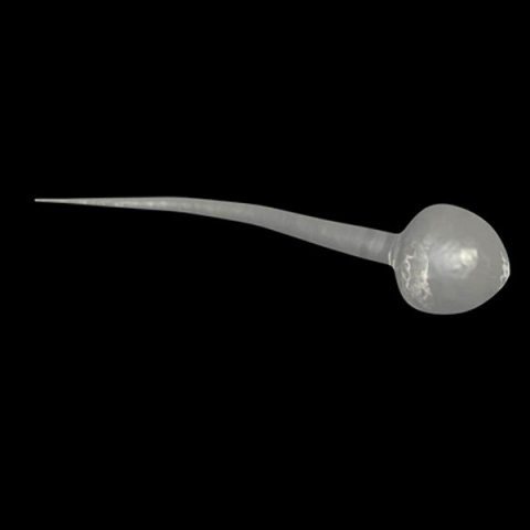 sperm cells 3D Model .c4d .max .obj .3ds .fbx .stl .blend 