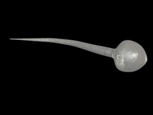 sperm cells Model 3D