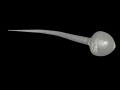sperm cells Model 3D